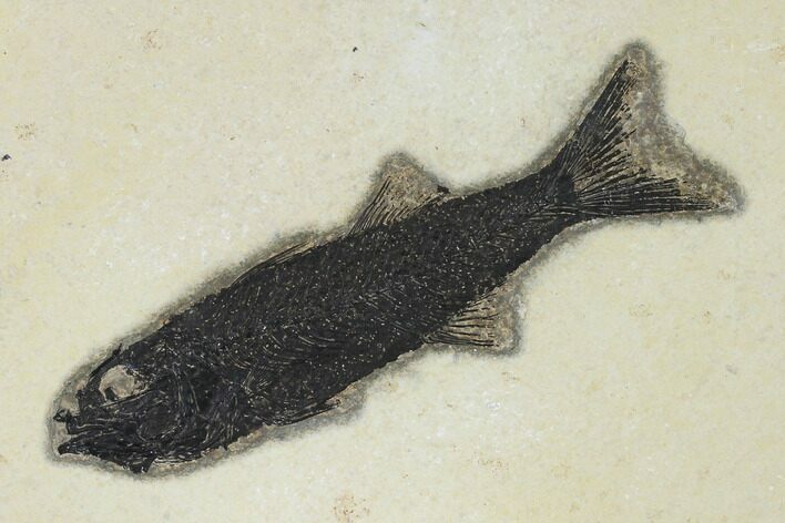 Uncommon Fish Fossil (Mioplosus) - Wyoming #158587